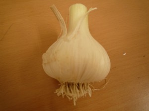 P1030242
